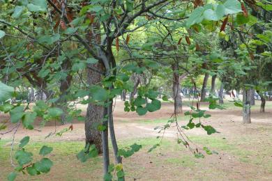 ΒΑΡΗ - ΑΣΥΡΜΑΤΟΣ, Οικόπεδο, Πώληση, 650 τ.μ